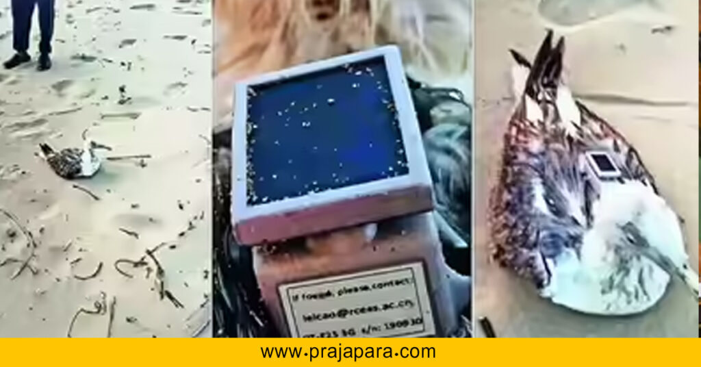 ಕಾರವಾರ ಕರಾವಳಿಯಲ್ಲಿ GPS ಟ್ಯಾಗ್ ಹೊಂದಿದ್ದ ಸೆಗಲ್ ಪಕ್ಷಿ: ವೈರಲ್ ವದಂತಿಗಳಿಗೆ ಅರಣ್ಯ ಇಲಾಖೆ ಸ್ಪಷ್ಟನೆ