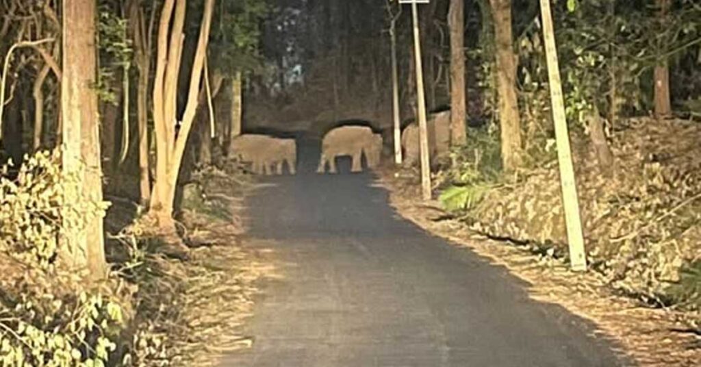 ಸುಳ್ಯದಲ್ಲೇ ಬೀಡು ಬಿಟ್ಟ ಆನೆ; ಮಾರ್ಕಜ–ಆರಂತೋಡು ರಸ್ತೆಯಲ್ಲಿ ರಾತ್ರಿ ಸಂಚಾರ; ಎಚ್ಚರಿಕೆ