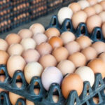 ಮಂಗಳೂರು : ಮೊಟ್ಟೆ ದರದಲ್ಲಿ ಭಾರೀ ಕುಸಿತ